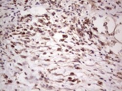 SYNM Mouse anti-Human, Clone: OTI7H6, lyophilized, TrueMAB 100 &mu;g; Unconjugated:Antibodies,