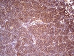 SYNM Mouse anti-Human, Clone: OTI7H6, lyophilized, TrueMAB 100 &mu;g; Unconjugated:Antibodies,