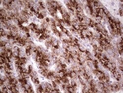 SYNM Mouse anti-Human, Clone: OTI7H6, lyophilized, TrueMAB 100 &mu;g; Unconjugated:Antibodies,