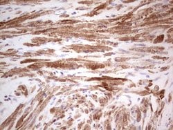 SYNM Mouse anti-Human, Clone: OTI7A9, lyophilized, TrueMAB 100 &mu;g; Unconjugated:Antibodies,