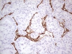 SYNM Monoclonal Antibody (OTI2F4), TrueMAB , OriGene 100 &mu;L; Unconjugated:Antibodies,