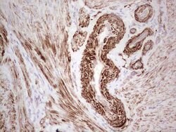 SYNM Monoclonal Antibody (OTI2F4), TrueMAB , OriGene:Antibodies:Primary