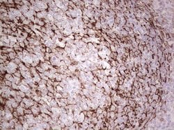 SYNM Monoclonal Antibody (OTI2F4), TrueMAB , OriGene:Antibodies:Primary