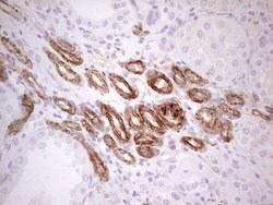 SYNM Monoclonal Antibody (OTI2F4), TrueMAB , OriGene 100 &mu;L; Unconjugated:Antibodies,