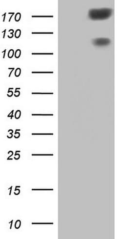 SYNM Monoclonal Antibody (OTI3D10), TrueMAB , OriGene:Antibodies:Primary