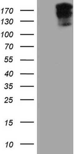 SYNM Mouse anti-Human, Clone: OTI7A9, lyophilized, TrueMAB 100 &mu;g; Unconjugated:Antibodies,