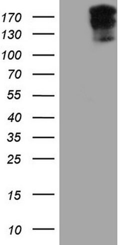 SYNM Monoclonal Antibody (OTI7A9), TrueMAB , OriGene 100 &mu;L; Unconjugated:Antibodies,