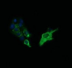 SYP Mouse anti-Human, Clone: OTI1H9, lyophilized, TrueMAB 100 &mu;g; Unconjugated:Antibodies,