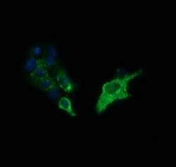 SYP Monoclonal Antibody (OTI1H9), TrueMAB , OriGene 100 &mu;L; Unconjugated:Antibodies,