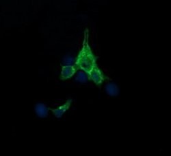 SYP Monoclonal Antibody (OTI1G3), TrueMAB , OriGene 100 &mu;L; Unconjugated:Antibodies,