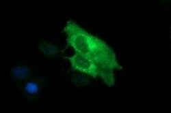 SYP Mouse anti-Human, Clone: OTI2E7, lyophilized, TrueMAB 100 &mu;g; Unconjugated:Antibodies,