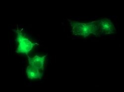 SYP Mouse anti-Human, Clone: OTI1C9, lyophilized, TrueMAB 100 &mu;g; Unconjugated:Antibodies,