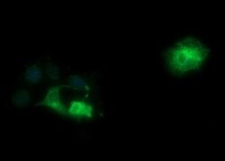 SYP Mouse anti-Canine, Human, Clone: OTI5H2, lyophilized, TrueMAB 100 &mu;g;