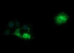 SYP Monoclonal Antibody (OTI5H2), TrueMAB , OriGene:Antibodies:Primary