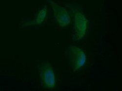 SYP Mouse anti-Canine, Human, Clone: OTI5H2, lyophilized, TrueMAB 100 &mu;g;