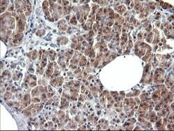 SYP Mouse anti-Human, Clone: OTI1H9, lyophilized, TrueMAB 100 &mu;g; Unconjugated:Antibodies,