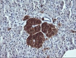 SYP Monoclonal Antibody (OTI1G3), TrueMAB , OriGene 100 &mu;L; Unconjugated:Antibodies,
