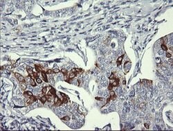 SYP Monoclonal Antibody (OTI1G3), TrueMAB , OriGene 100 &mu;L; Unconjugated:Antibodies,