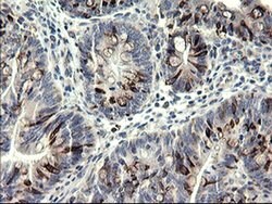 SYP Monoclonal Antibody (OTI1D4), TrueMAB , OriGene:Antibodies:Primary