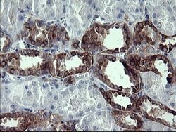 SYP Monoclonal Antibody (OTI1D4), TrueMAB , OriGene 100 &mu;L; Unconjugated:Antibodies,