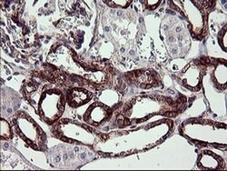 SYP Monoclonal Antibody (OTI2D8), TrueMAB , OriGene:Antibodies:Primary