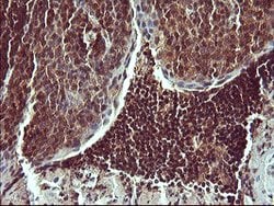 SYP Mouse anti-Human, Clone: OTI1C9, lyophilized, TrueMAB 100 &mu;g; Unconjugated:Antibodies,