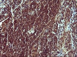 SYP Mouse anti-Human, Clone: OTI1C9, lyophilized, TrueMAB 100 &mu;g; Unconjugated:Antibodies,