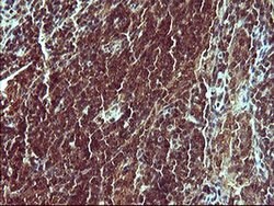 SYP Monoclonal Antibody (OTI1C9), TrueMAB , OriGene 30 &mu;L; Unconjugated:Antibodies,