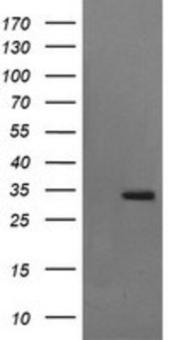 SYP Mouse anti-Human, Clone: OTI1H9, lyophilized, TrueMAB 100 &mu;g; Unconjugated:Antibodies,