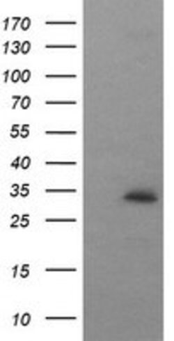 SYP Mouse anti-Human, Clone: OTI1B10, lyophilized, TrueMAB 100 &mu;g | Buy Online | Origene Technologies | Fisher Scientific