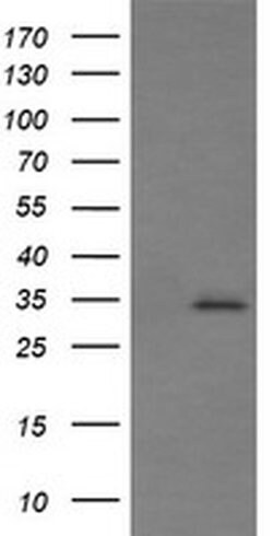 SYP Monoclonal Antibody (OTI1G3), TrueMAB , OriGene:Antibodies:Primary