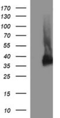 SYP Mouse anti-Human, Clone: OTI2E7, lyophilized, TrueMAB 100 &mu;g; Unconjugated:Antibodies,