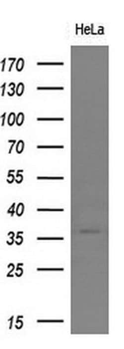 SYP Monoclonal Antibody (OTI1C9), TrueMAB , OriGene 30 &mu;L; Unconjugated:Antibodies,