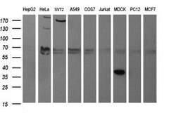 SYP Mouse anti-Canine, Human, Clone: OTI5H2, lyophilized, TrueMAB 100 &mu;g;