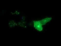 SYT4 Monoclonal Antibody (OTI3E10), TrueMAB , OriGene:Antibodies:Primary