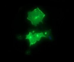 SYT4 Monoclonal Antibody (OTI2D3), TrueMAB , OriGene 100 &mu;L; Unconjugated:Antibodies,