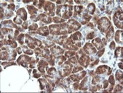 SYT4 Monoclonal Antibody (OTI2F2), TrueMAB , OriGene:Antibodies:Primary