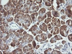 SYT4 Monoclonal Antibody (OTI2D3), TrueMAB , OriGene 100 &mu;L; Unconjugated:Antibodies,