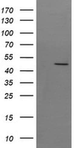 SYT4 Monoclonal Antibody (OTI3E10), TrueMAB , OriGene:Antibodies:Primary