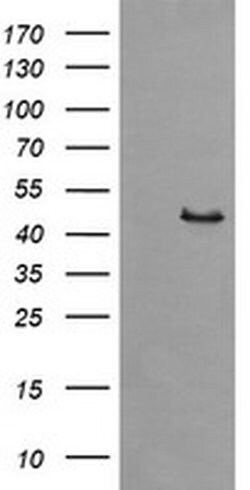 SYT4 Monoclonal Antibody (OTI2F2), TrueMAB , OriGene 100 &mu;L; Unconjugated:Antibodies,