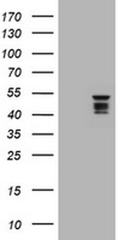SYT4 Monoclonal Antibody (OTI3B5), TrueMAB , OriGene 30 &mu;L; Unconjugated:Antibodies,