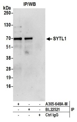 SYTL1 Polyclonal Antibody, Bethyl Laboratories 20 &mu;L | Buy Online | Bethyl Laboratories, Inc | Fisher Scientific