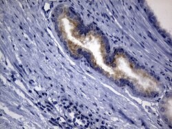 SYTL4 Mouse anti-Human, Clone: OTI2B3, lyophilized, TrueMAB 100 &mu;g;