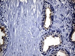 SYTL4 Mouse anti-Human, Clone: OTI2B3, lyophilized, TrueMAB 100 &mu;g;