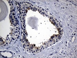 SYTL4 Monoclonal Antibody (OTI2E11), TrueMAB , OriGene 100 &mu;L; Unconjugated:Antibodies,