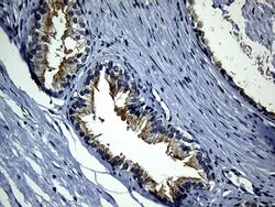 SYTL4 Mouse anti-Human, Clone: OTI3C8, lyophilized, TrueMAB 100 &mu;g;