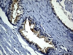 SYTL4 Monoclonal Antibody (OTI3C8), TrueMAB , OriGene 100 &mu;L; Unconjugated:Antibodies,