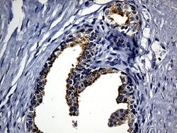 SYTL4 Monoclonal Antibody (OTI3C8), TrueMAB , OriGene:Antibodies:Primary