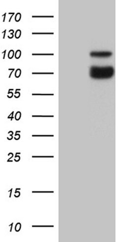 SYTL4 Monoclonal Antibody (OTI3C8), TrueMAB , OriGene:Antibodies:Primary