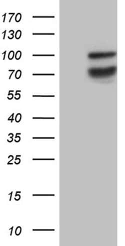 SYTL4 Monoclonal Antibody (OTI1H5), TrueMAB , OriGene:Antibodies:Primary